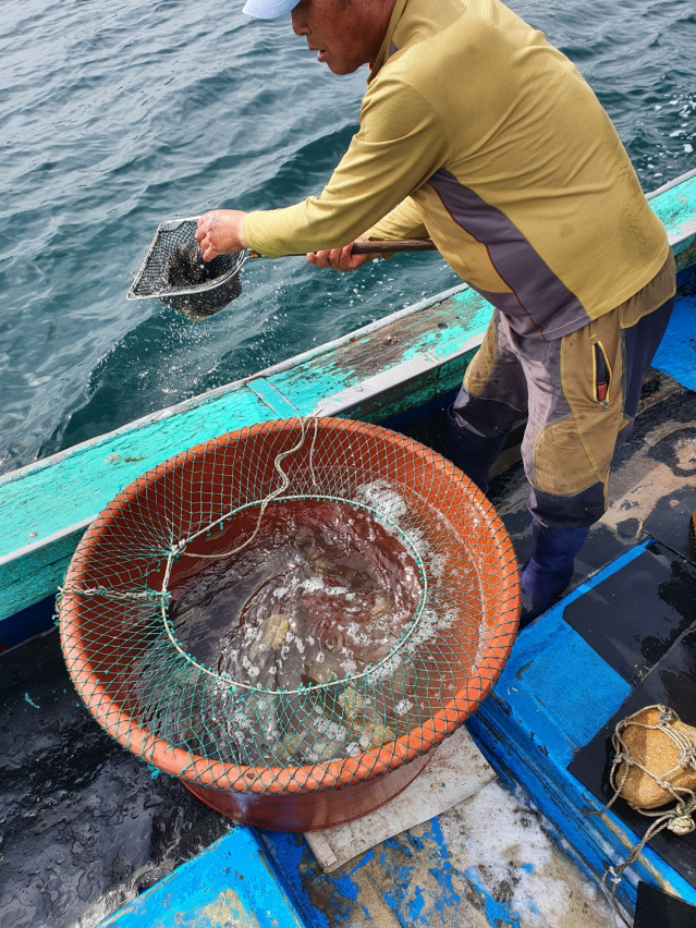 동해안 고부가가치 수산종자(강도다리, 넙치) 32만마리 무상방류